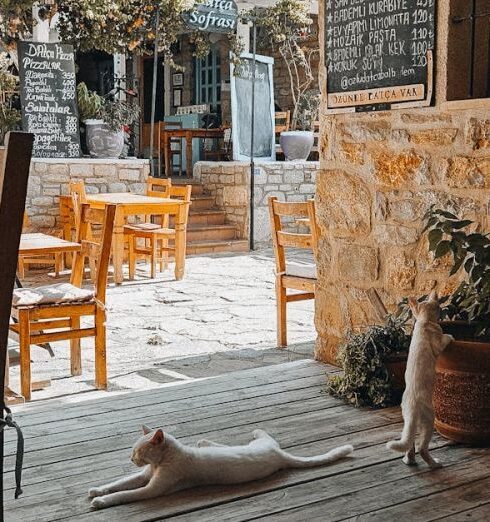 Pet-Friendly - Charming Outdoor Cafe with Cats in Datça