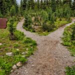 Trails - Photo of Pathway Surrounded By Fir Trees