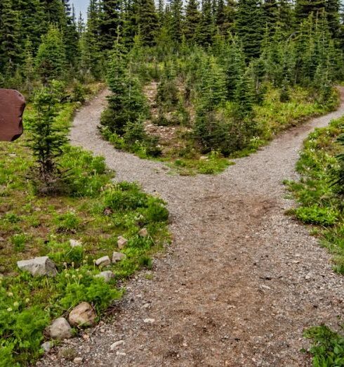 Trails - Photo of Pathway Surrounded By Fir Trees