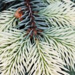 Tips - Photo of Green Pine Tree