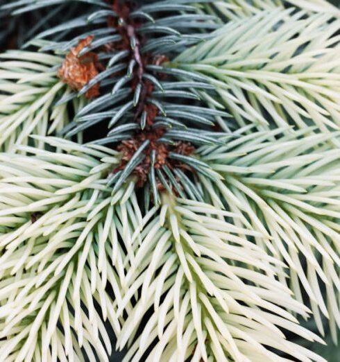 Tips - Photo of Green Pine Tree