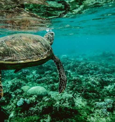 Wildlife - Photo of a Turtle Swimming Underwater