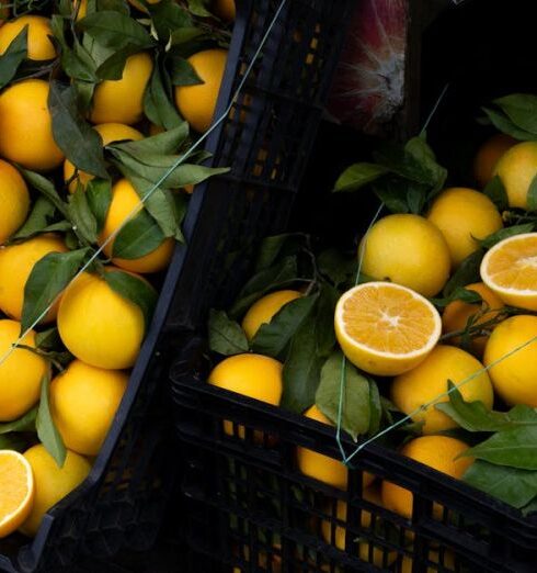 Vegetarians - A bunch of oranges in a basket with leaves