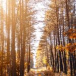 Trails - Photo of a Pathway in a Forest