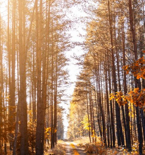 Trails - Photo of a Pathway in a Forest