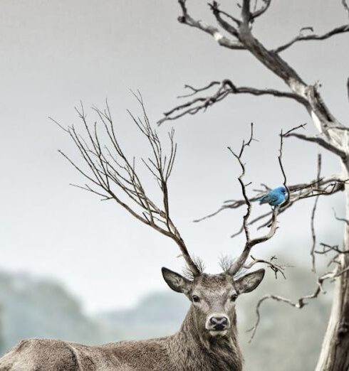 Wildlife - Brown Deer Near Withered Tree