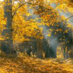 Seasonal - Crepuscular Lights Passing Through Trees