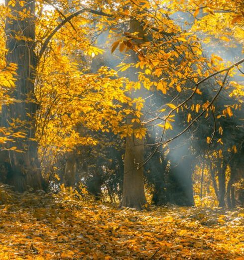 Seasonal - Crepuscular Lights Passing Through Trees