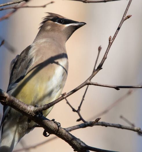 Bird Watching - Gray Bird Perching on Tree Branch