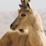 Wildlife Sanctuaries - Close-up Photo of an Alpine Ibex