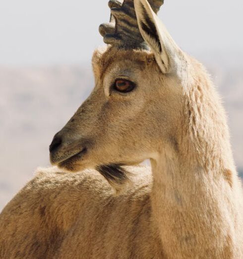 Wildlife Sanctuaries - Close-up Photo of an Alpine Ibex