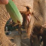 Responsible Travel - Close-Up Shot of a Person Feeding an Elephant