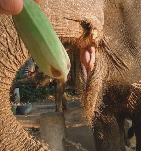 Responsible Travel - Close-Up Shot of a Person Feeding an Elephant