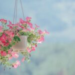 Nature - Pink Petaled Flower Plant Inside White Hanging Pot