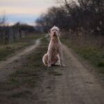 Loyalty Programs - Calm Dog Sitting on Rural Path at Dusk