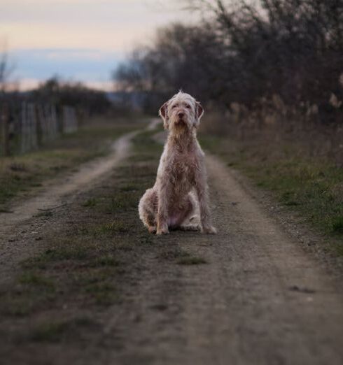 Loyalty Programs - Calm Dog Sitting on Rural Path at Dusk