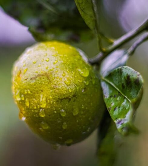 Diet - a close up of a green fruit on a tree