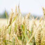 Cereals - Wheat Field Under Gray Sky