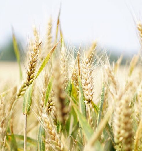 Cereals - Wheat Field Under Gray Sky