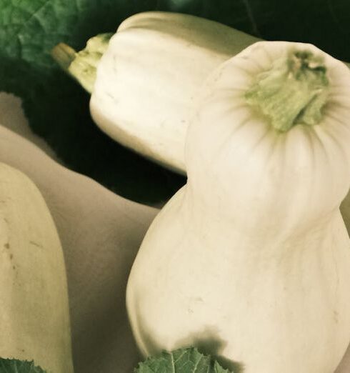 Diets - A white squash and green leaves on a white cloth