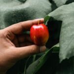 Healthy Eating - Hand with Rainier Cherry