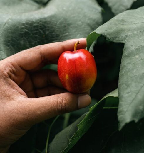 Healthy Eating - Hand with Rainier Cherry