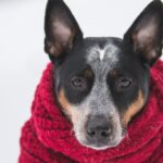 Scarf - Dog Wearing Crochet Scarf With Fringe While Sitting on Snow Selective Focus Photography