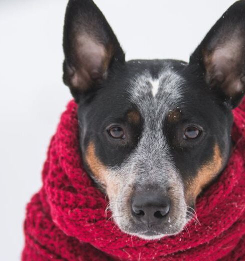 Scarf - Dog Wearing Crochet Scarf With Fringe While Sitting on Snow Selective Focus Photography