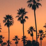 Prints - Palm Tree Golden Hour