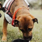 Pet Owners - Dogs Drinking Water from a Bowl in a Park