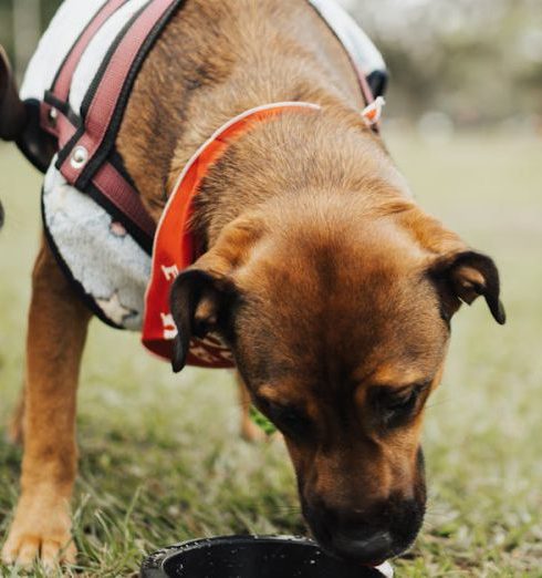 Pet Owners - Dogs Drinking Water from a Bowl in a Park