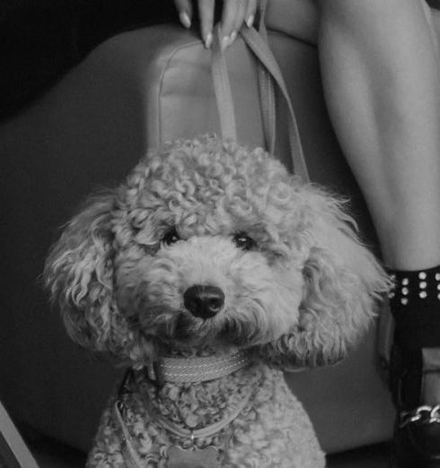 Pet Boutiques - Woman Sitting in a Cafe with Her Dog