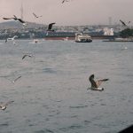 Free Shipping - Seagulls Flying over the Sea