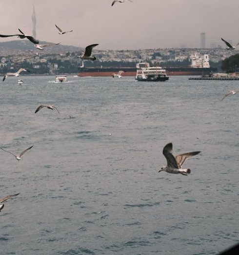 Free Shipping - Seagulls Flying over the Sea