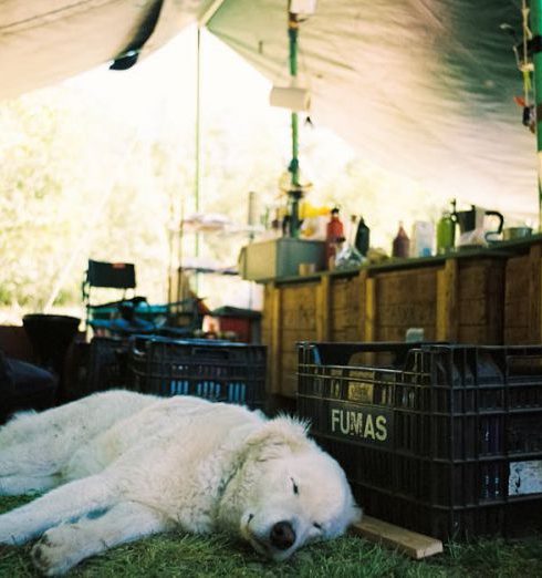 Camping Gear - Dog Sleeping next to Crates