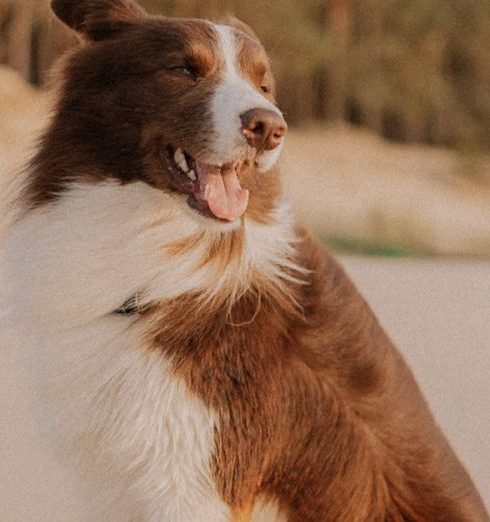 Outdoor Adventures - A Border Collie Dog on the Beach