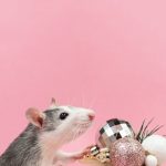 Pet Gifts - Cute Mouse near Christmas Decoration in Studio