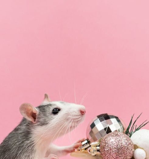 Pet Gifts - Cute Mouse near Christmas Decoration in Studio