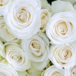 Gardening Gifts - Abundance of White Roses