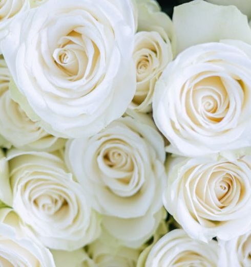 Gardening Gifts - Abundance of White Roses