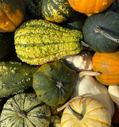 Farmers' Markets - A Pile of Orange and Green Pumpkin