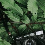 Eco-Friendly Gadgets - Camera Lying among Leaves