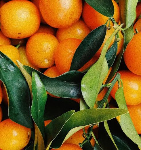 Produce - Photo of Pile Of Oranges