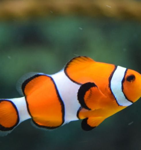 Fish - Close Up Photo of Clownfish