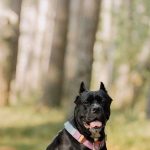 Loyalty Program - Cane Corso Dog in Sunny Forest Trail Portrait