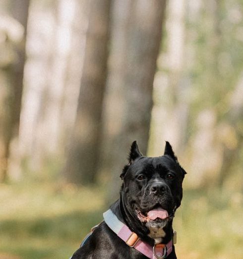 Loyalty Program - Cane Corso Dog in Sunny Forest Trail Portrait