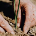 Responsibility - Close-up of hands planting seedling in soil, symbolizing growth and sustainability.