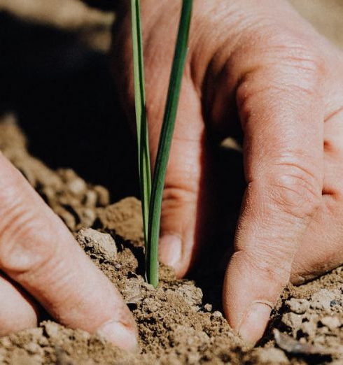 Responsibility - Close-up of hands planting seedling in soil, symbolizing growth and sustainability.