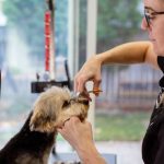 Customer Retention - A dog groomer expertly trimming a dog's fur in a bright grooming salon.