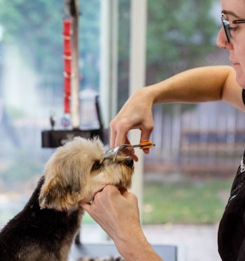 Customer Retention - A dog groomer expertly trimming a dog's fur in a bright grooming salon.